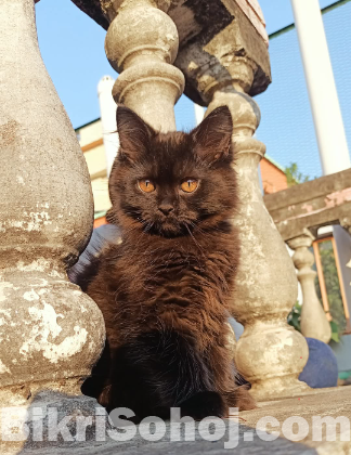 Traditional Persian